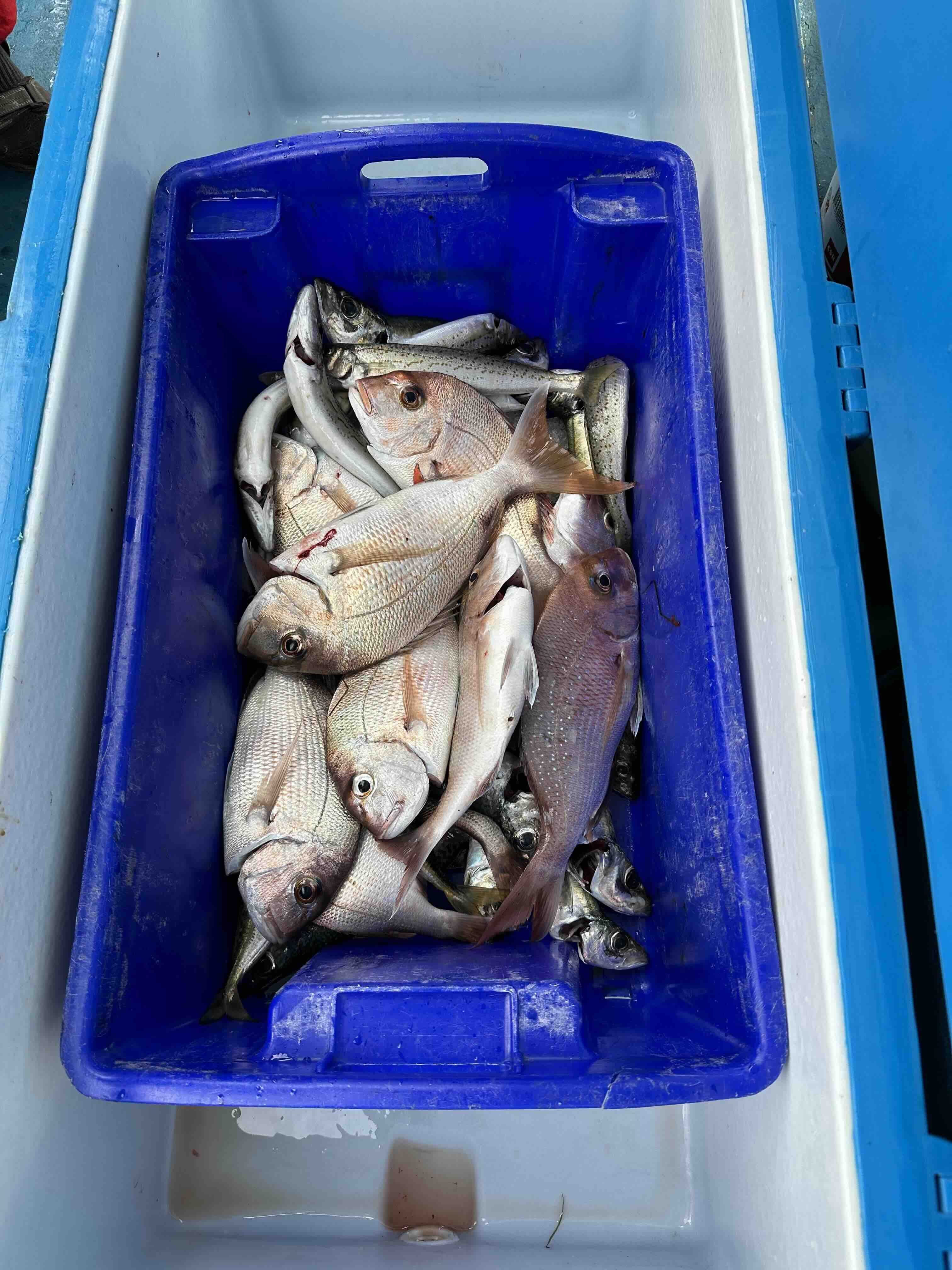 FC 240313 Catch.jpeg
